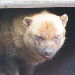 Bush Dog 10/14