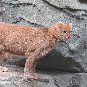 Jaguarundi 10/14