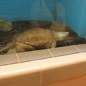 Albino Snapping Turtle