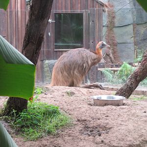 Golden-necked Cassowary 10/14