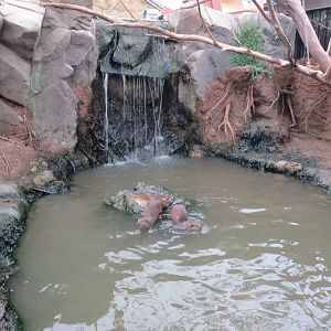 Otter enclosure 10/14