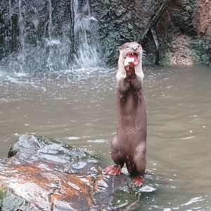 Indochinese Smooth-coated Otter 10/14