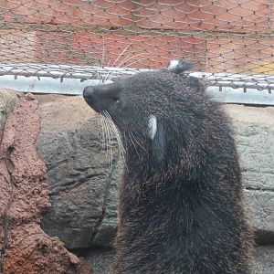 Binturong 10/14