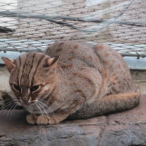 Rusty Spotted Cat 10/14