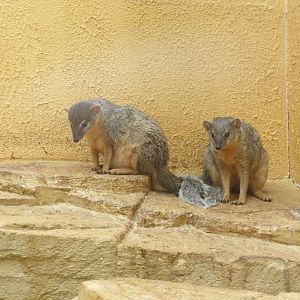 Narrow-striped Mongoose 10/14