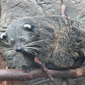 Binturong 10/14