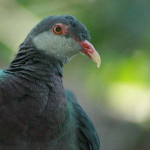 Metallic Pigeon