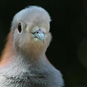 Green Imperial-pigeon