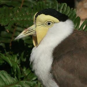 Masked Lapwing