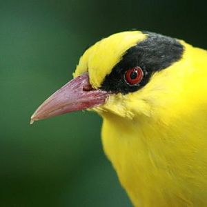 Black-naped Oriole