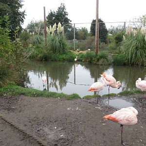Walkthrough Flamingo enclosure 10/14