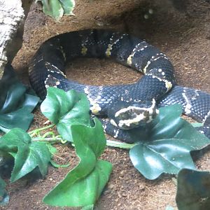 Taylors Cantil 10/14