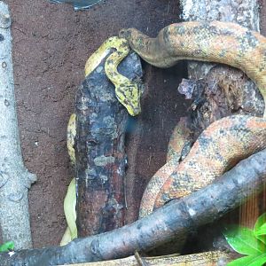 Amazon Tree Boa 10/14