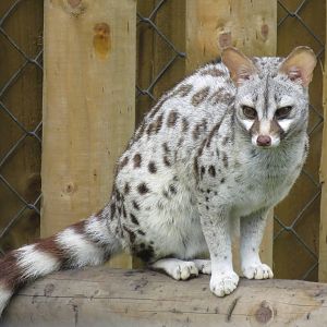 Pardine Genet 10/14