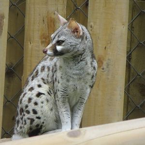 Pardine Genet 10/14
