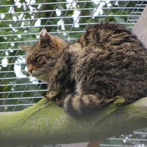 European Wildcat 10/14