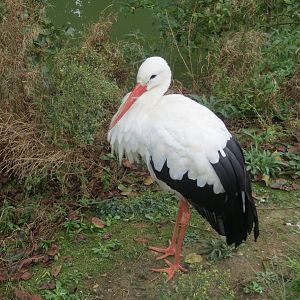 European White Stork 10/14