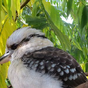 Kookaburra 10/14