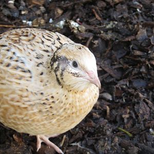 Japanese Quail 10/14