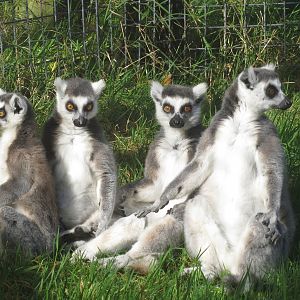 Ring-tailed Lemurs 10/14