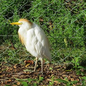Cattle Egret 10/14