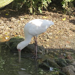 African Spoonbill 10/14