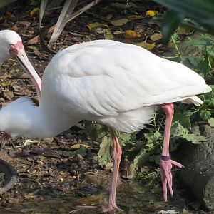 African Spoonbill 10/14