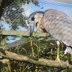 Boat-billed Heron 10/14