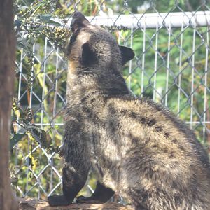Asian Palm Civet 10/14