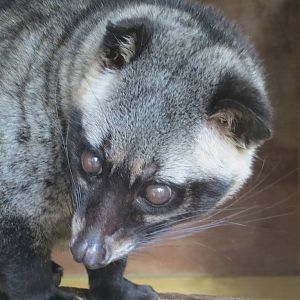 Asian Palm Civet 10/14