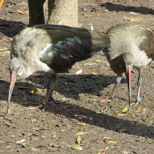 Hadada Ibises 10/14
