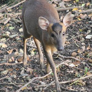 Muntjac
