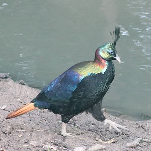 Himalayan monal