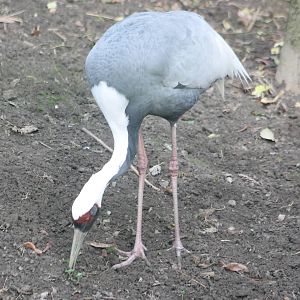 White-necked crane