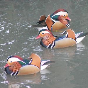 Mandarine ducks