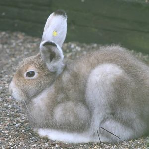 Snow hare