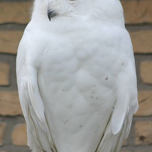 Snowy owl