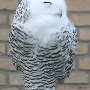 Snowy owl