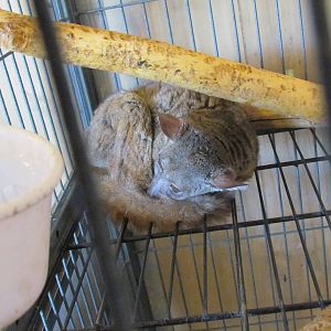 Greater Bushbaby (species uncertain)