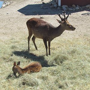 Sika Deer