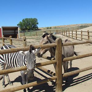 Plains Zebra & Zeedonk