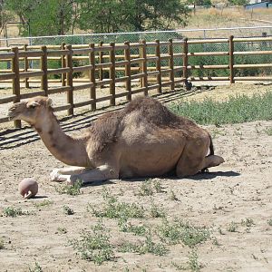 Dromedary Camel