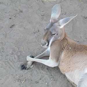 Red Kangaroo
