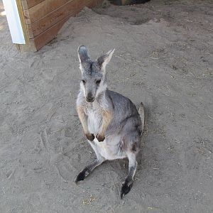 Common Wallaroo