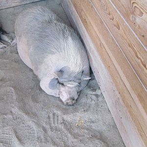 Pot-bellied Pig (an understatement!)