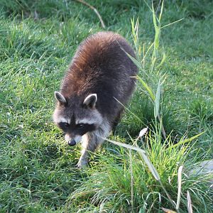 Raccoon