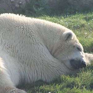 Polar bear