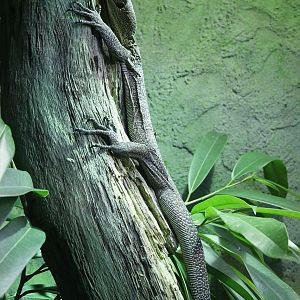 Turquoise Monitor (Varanus caerulivirens)