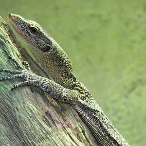 Turquoise Monitor (Varanus caerulivirens)