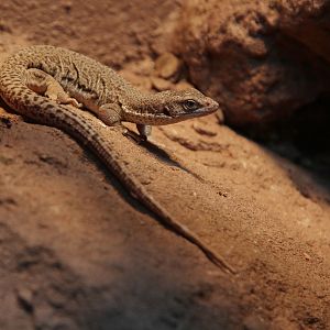 Line-tailed Pygmy Monitor (Varanus caudolineatus)